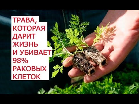 Видео о препарате Артемизинин (Artemisinin) капс. №90